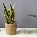 Handmade Straw Woven Flower Pot and Plant Basket